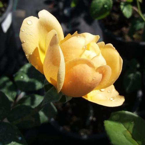 Rosa Olivera™ - galben - Trandafir copac cu trunchi înalt - cu flori în buchet - coroană tufiș